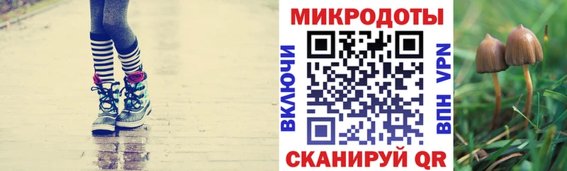 OMG вход  Дмитровск  Псилоцибиновые грибы Cubensis 